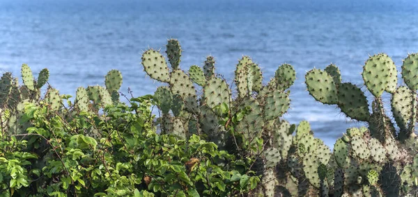 Accra Daki Gana Nın Deniz Kıyısında Vahşi Kaktüsler Büyüyor — Stok fotoğraf