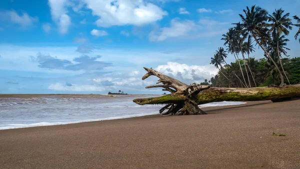 Ένα Δέντρο Που Βρίσκεται Μια Άδεια Τροπική Παραλία Στην Axim — Φωτογραφία Αρχείου