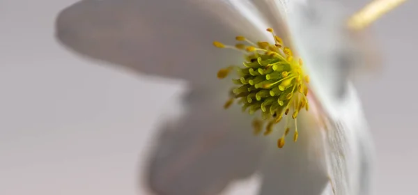 White Sip Close Sun Lights Flower Swedish Early Summer — Stock Photo, Image