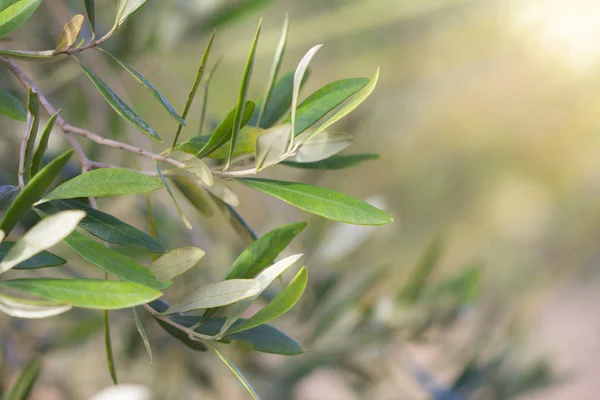 Olive Leaves in Sunlight