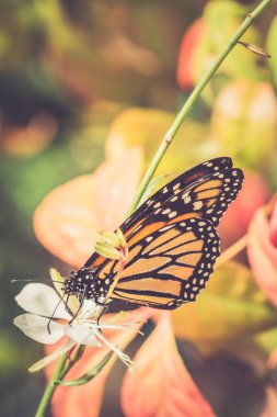 Monarch kelebek çiçek dikey olarak