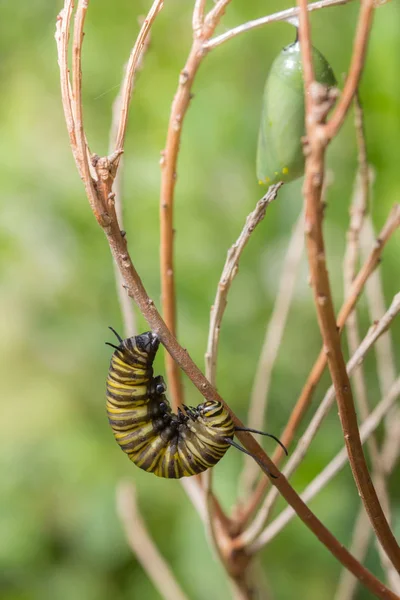 Monarch vlinder Caterpillar en Chrysalis — Stockfoto