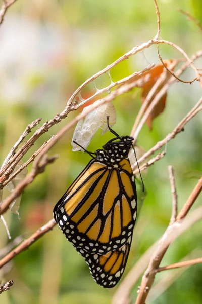 Monarca farfalla appena fuori Crysalis — Foto Stock