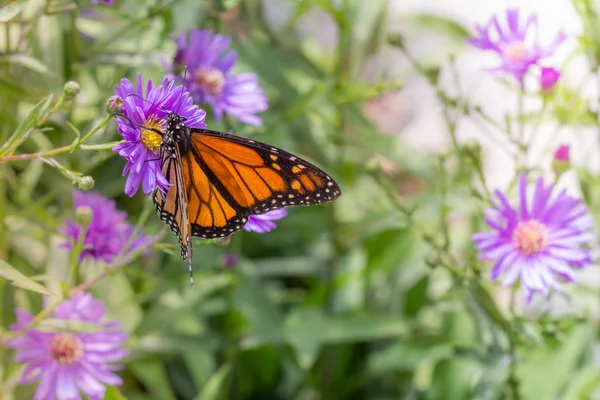 Monarca Farfalla in giardino — Foto Stock