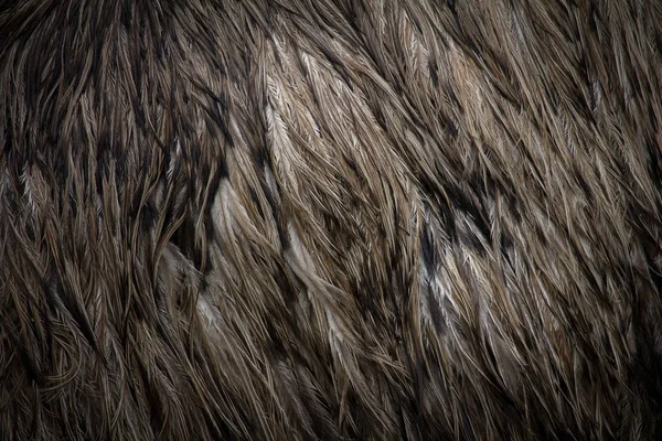Close Up of Emu Feathers