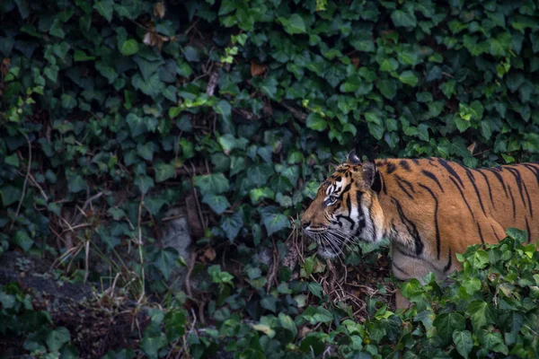 Sumatran Tiger Horizontal with Copy Space — Stock Photo, Image