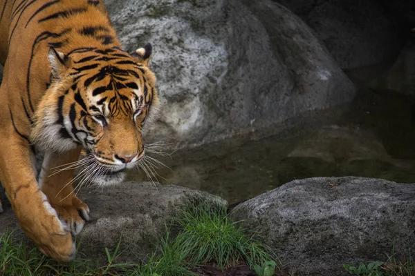 Close Up of Sumatran Tiger — Stock Photo, Image