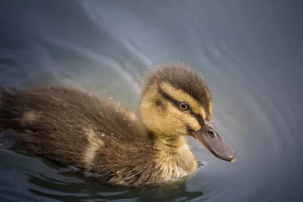 Primer plano de Duckling —  Fotos de Stock