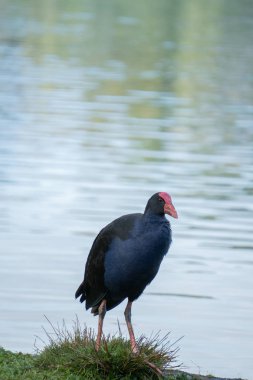 Pukeko Gölü yanında