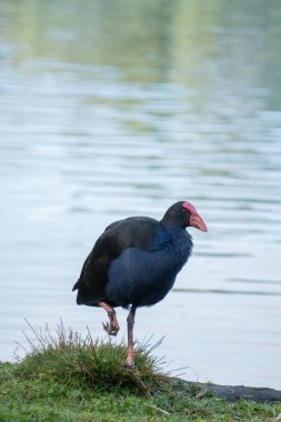 Gölün yanında tek ayak üzerinde Pukeko