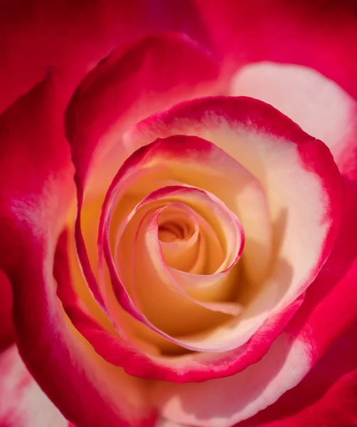 Крупним Планом Красивий Подвійний Задоволення Гібридний Чай Троянда Вибірковий Фон — стокове фото