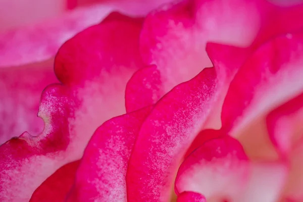 Close Raspberry Ice Floribunda Rose Petals Abstract Background Selective Focus — Stock Photo, Image