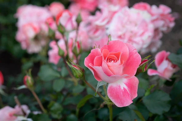 Primer Plano Celina Delbard Floribunda Rose Bush Jardín Enfoque Selectivo Imagen de archivo
