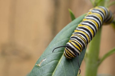 Yapraktaki Kelebek Tırtılının Kapanışı, Seçici Odaklanma