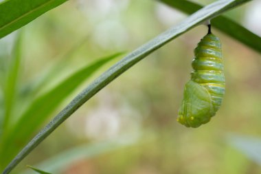 Kral Kelebeği Tırtıl Bir Koza Odaklama Odaklama Odaklaması Oluşturuyor