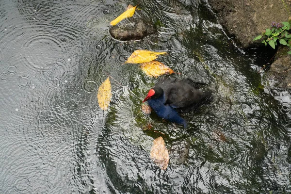 Pukeko Banho Rio Cima Com Espaço Cópia — Fotografia de Stock