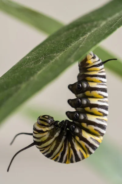 Monarcha Gąsienica Motyla Wisząca Liściu Przygotowującym Się Formowania Chrysalis Vertical Obrazek Stockowy