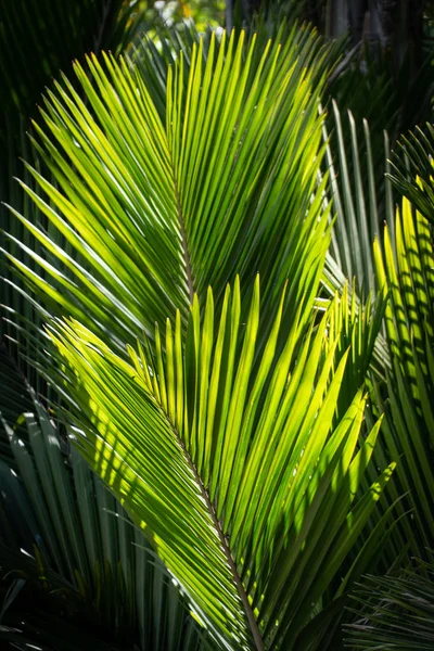 日照背景下的棕榈树的边疆 — 图库照片