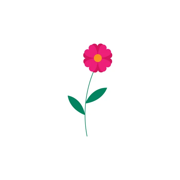 Dies Ist Eine Schöne Rosa Blume — Stockfoto