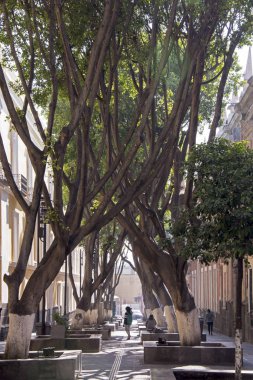  Şehir ağaçlar sağlayan gölge