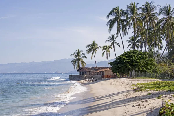 Palmiye ağaçları ile Pasifik Okyanusu kıyısı — Stok fotoğraf