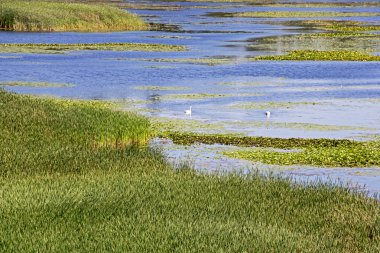 sazlık ile yaz göl