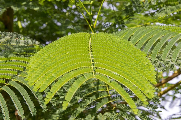 उष्णकटिबंधीय में फर्न leaves — स्टॉक फ़ोटो, इमेज