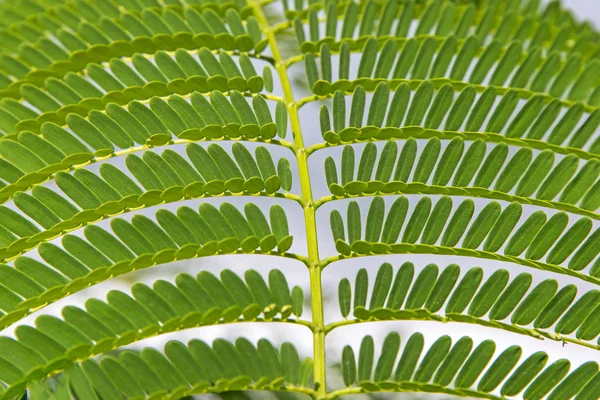 Detalle del patrón de helecho tropical — Foto de Stock