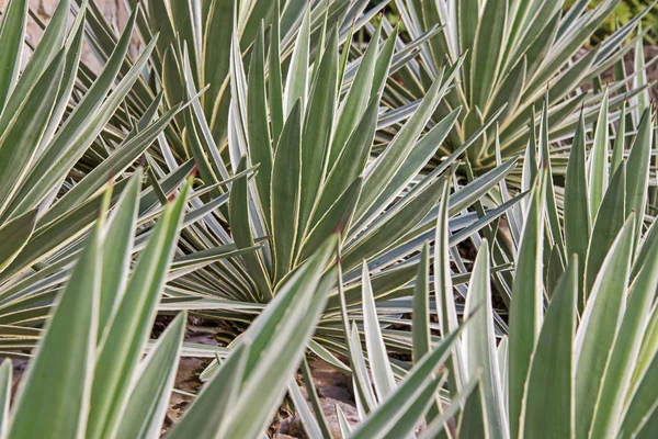 Folhas de agave cravadas — Fotografia de Stock