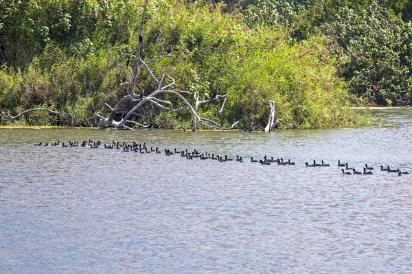 Waterbirds crossing jungle river — ストック写真