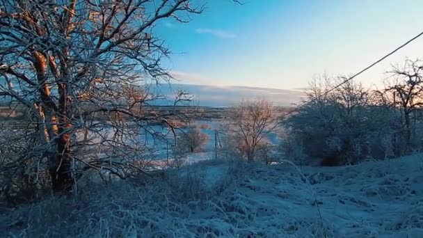 美しい冬の風景 晴れた日 孤独な木 — ストック動画