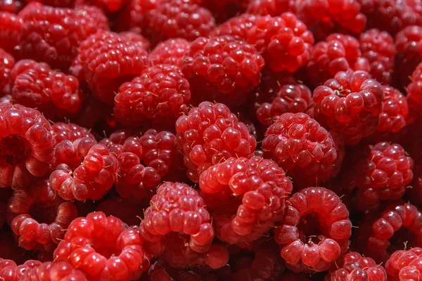 Latar belakang raspberry segar, matang, manis dan juicy — Stok Foto