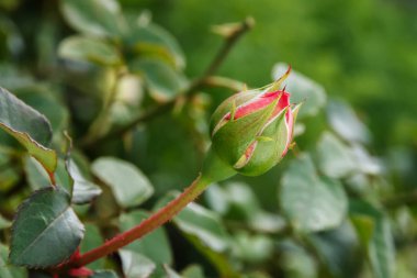 Bahçedeki bir dalda açılmamış bir gül goncası.