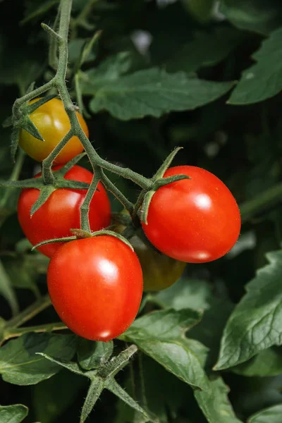 Red cherry tomatoes growing on a branch in the garden — Stock Photo, Image