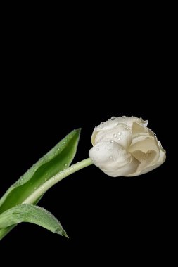 Siyah zemin üzerinde beyaz lale olan bir kartpostal..