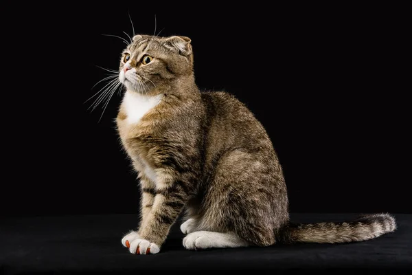 Angespannte Katze Posiert Für Ein Foto — Stockfoto