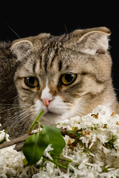 Eine Katze Mit Einem Zweig Flieder Dachte Über Den Sinn — Stockfoto