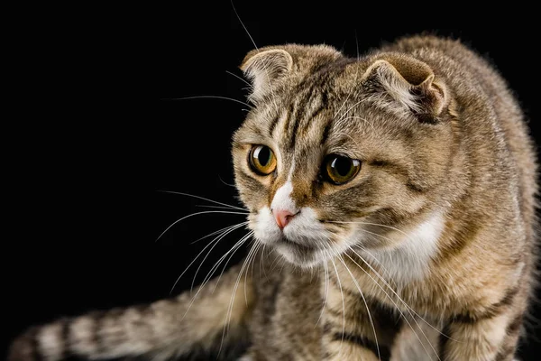 Katze Mit Dem Blick Eines Jägers — Stockfoto