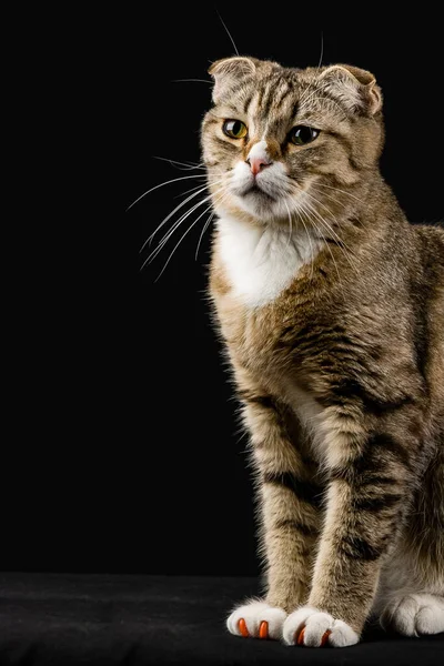 Elegante Nachdenkliche Katze Die Auf Dem Boden Sitzt — Stockfoto