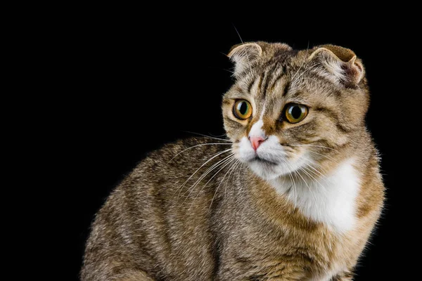 Sguardo Sorpreso Attento Gatto Che Guarda Lontananza — Foto Stock