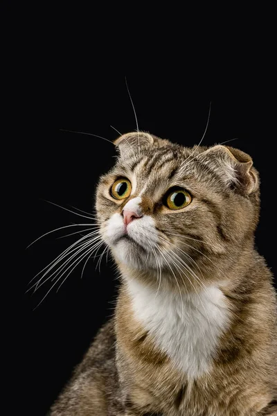 Verrassende Blik Van Een Kat Die Omhoog Kijkt — Stockfoto