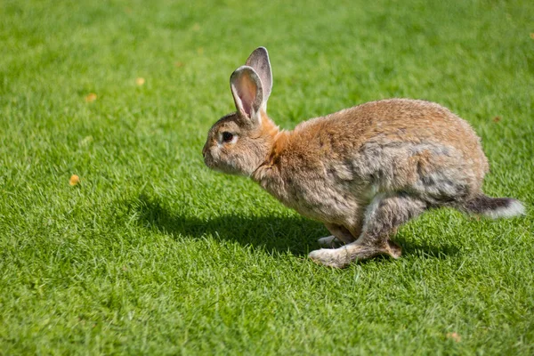 晴天跑兔子在草地上 — 图库照片
