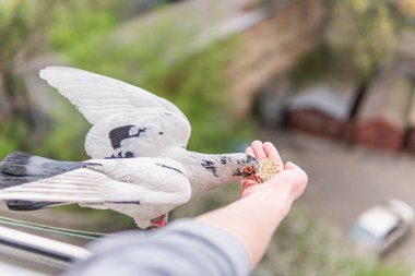 Turuncu gözlü beyaz güvercin bir elin üzerinde oturuyor ve mısır gevreği yiyor.