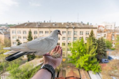 Turuncu gözlü beyaz güvercin bir elin üzerinde oturuyor ve mısır gevreği yiyor.