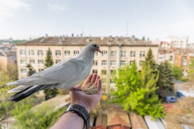 Turuncu gözlü beyaz güvercin bir elin üzerinde oturuyor ve mısır gevreği yiyor.
