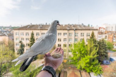 Turuncu gözlü beyaz güvercin bir elin üzerinde oturuyor ve mısır gevreği yiyor.