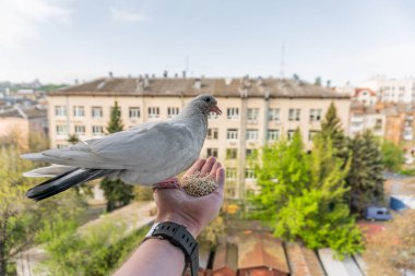 Turuncu gözlü beyaz güvercin bir elin üzerinde oturuyor ve mısır gevreği yiyor.