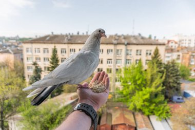 Turuncu gözlü beyaz güvercin bir elin üzerinde oturuyor ve mısır gevreği yiyor.