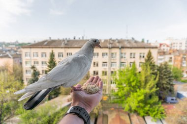 Turuncu gözlü beyaz güvercin bir elin üzerinde oturuyor ve mısır gevreği yiyor.