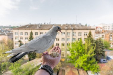Turuncu gözlü beyaz güvercin bir elin üzerinde oturuyor ve mısır gevreği yiyor.